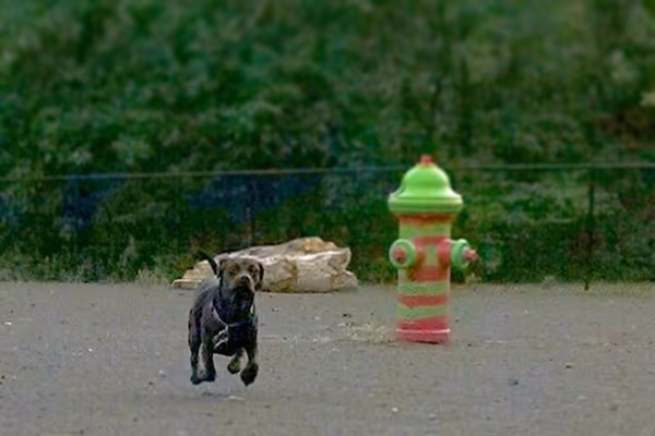 Greece Canal Dog Park photo 1